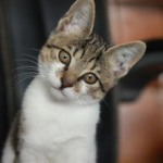娱乐吃瓜小猫咪视频,揭秘小猫咪的娱乐世界